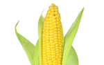 Corn fan club! (Friends pls join)