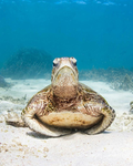 American Turtle