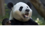 AngryPanda