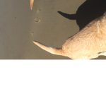 Dog but tail