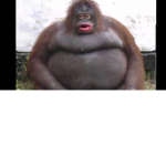 Me and my monke oow oow ar ar