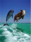 Epic Cows