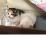 탬니슈니
