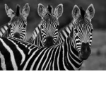 The Vally People