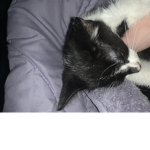 Oreo my lost cat