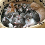 A group that loves cats