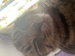Oreo and missy Group Thumbnail