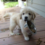 pocketpuppy