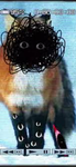 Mental Fox!