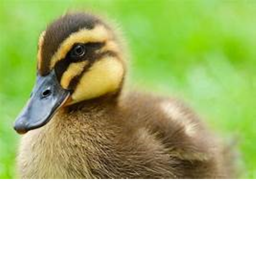 duck ville