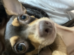 Dog Fan Clubs
