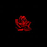 Rose. ™ 🌹