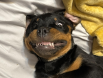 Tech dog