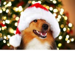 Doges UwUz