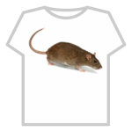 A rat