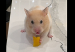 Rae’s Preppy Rats