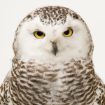 Owl Fan Group :D