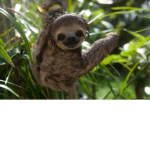 sloth club 12345678910