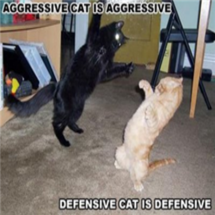 funny-cats Roblox decal
