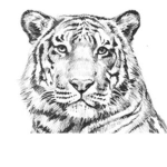 ColorlessTiger Games