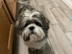 -shih tzu clan-