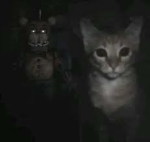 CATS!!!!!!!!!!!!!!!!!!