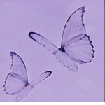 ~The Butterfly boutique~