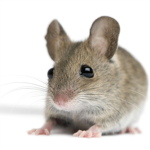 Mice gang thug