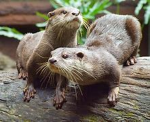Otters Unite