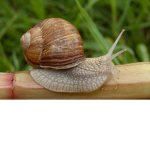 mollusc legion