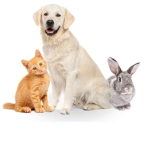 The pet group! 🐶🐱🐰