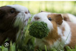 Guinea pig café!