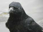 THE CROW CULT CULT