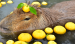 ~ i capybara ~ (ita)