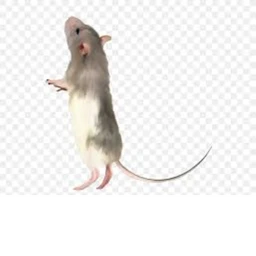 RAT icon