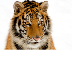 Tigers*