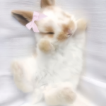 bunnibites