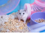 Hamsters' Bed