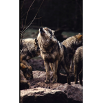 Wolfpack2040