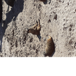 Da Meerkat Group