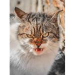 hacker cats group