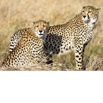 Flaming Cheetahs