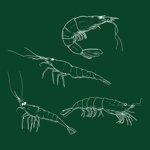 uShrimp
