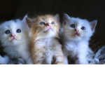 CATS RULE THE EARTH
