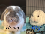 Olaf & Honey’s Bunny Group