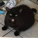 Night the Cat