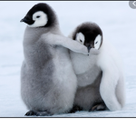 PENGUIN LUVERS ONLY AND FRIENDS