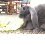 The Jersey wooly rabbits