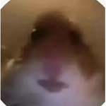 Swaggy Hamster cult