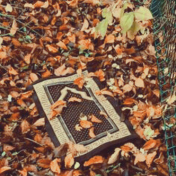 ꒰🍁꒱